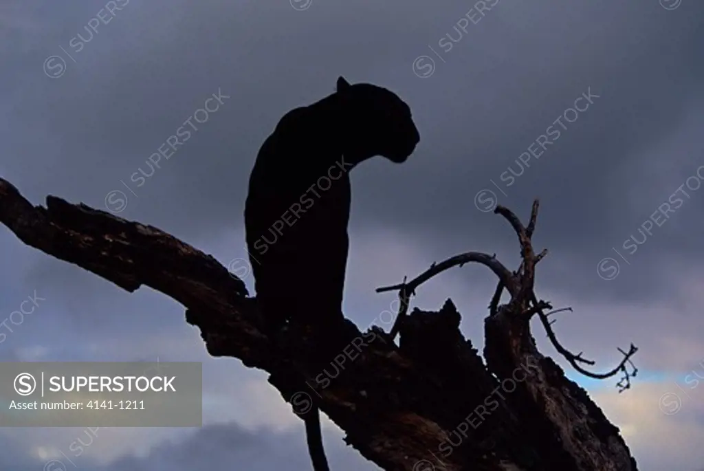 black panther panthera pardus silhouette usa