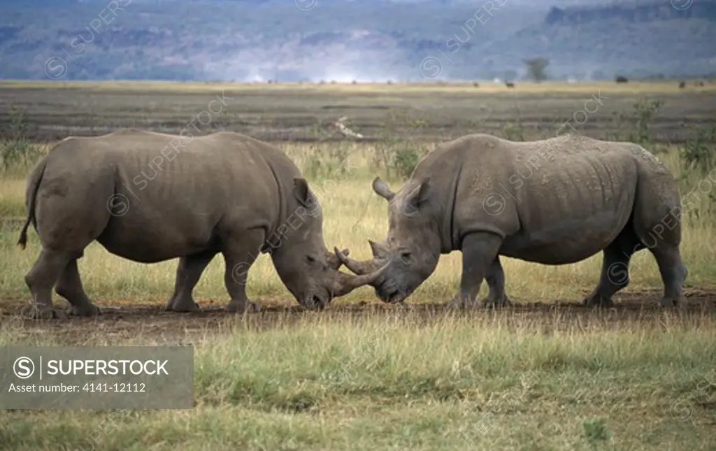 white rhinoceros males fighting ceratotherium simum lake nakuru nat'l park, kenya