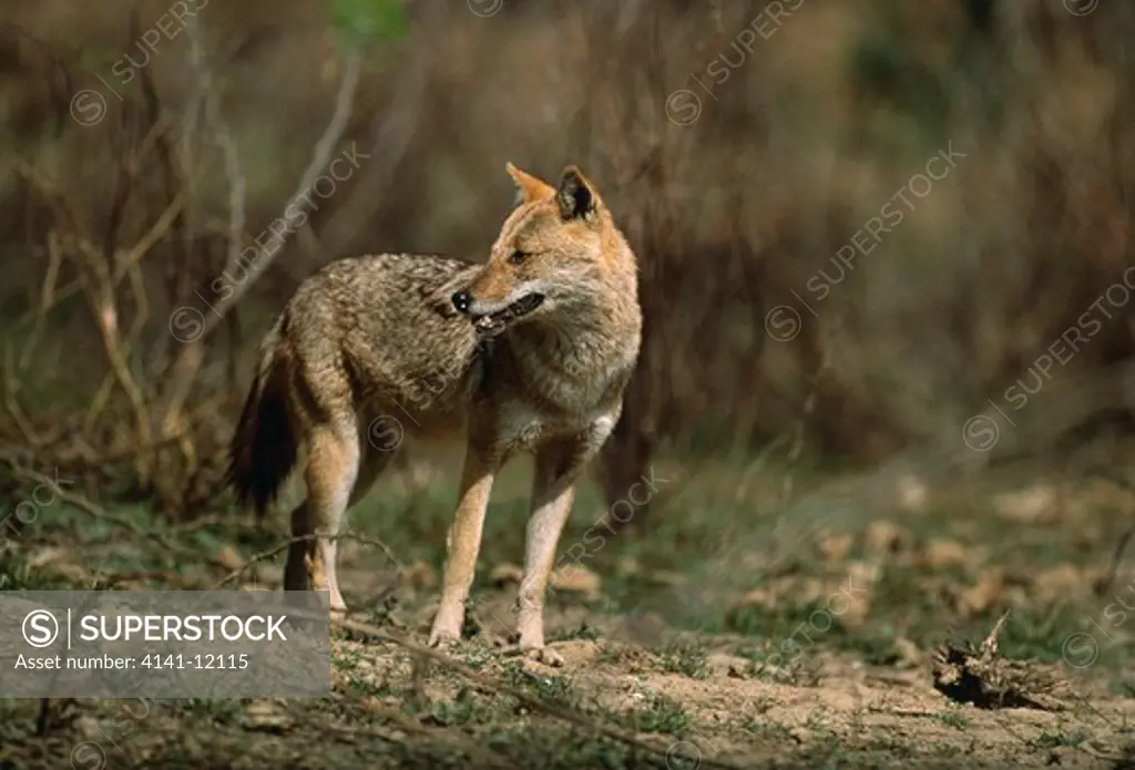 golden or common jackal canis aureus northern greece. june
