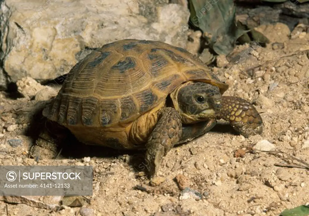 horsfield's tortoise testudo horsfieldi central asia. vulnerable species