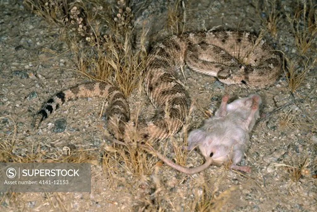 sonoran sidewinder crotalus cerastes cercobombus with kangaroo mouse prey, near mobile, arizona, usa.