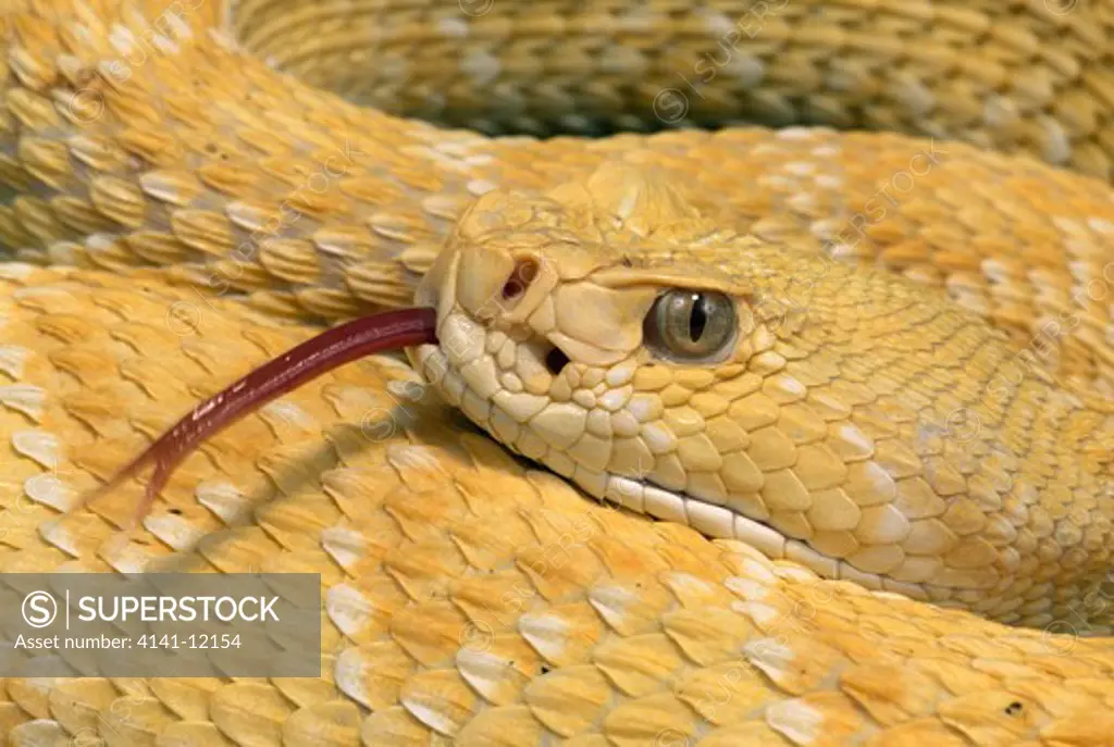 western diamondback rattlesnake crotalus atrox close up of albino with tongue out. usa