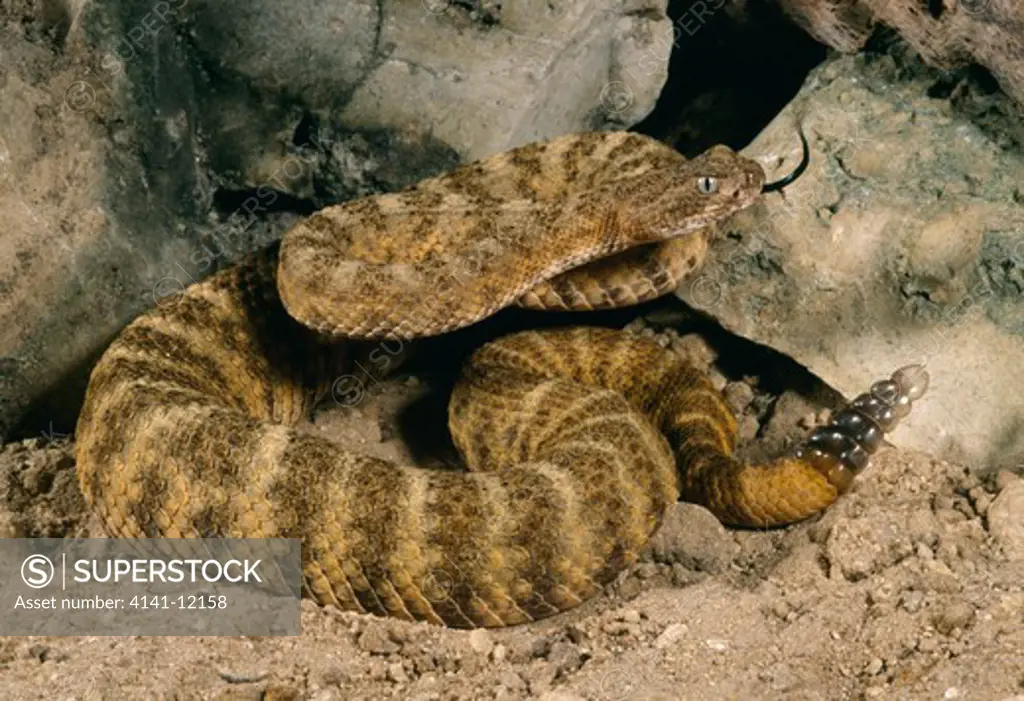 tiger rattlesnake crotalus tigris with rattle raised and tongue out. arizona, usa.