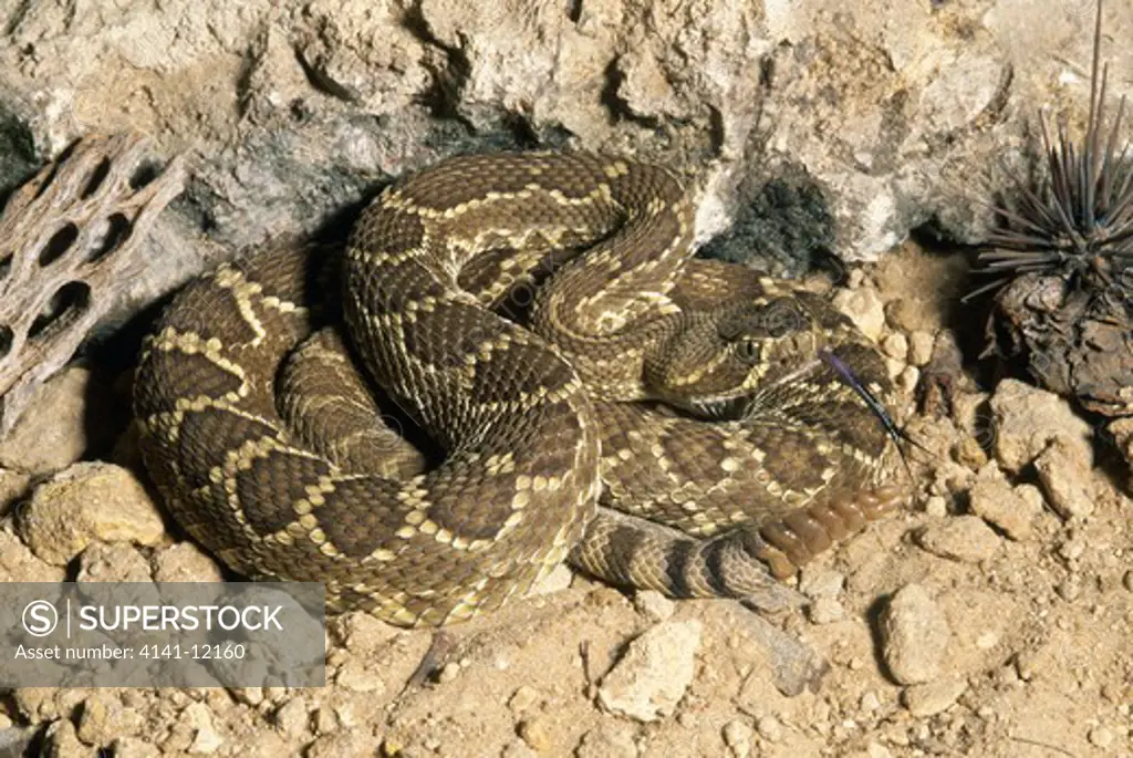 mojave rattlesnake crotalus scutulatus with tongue out. arizona, usa