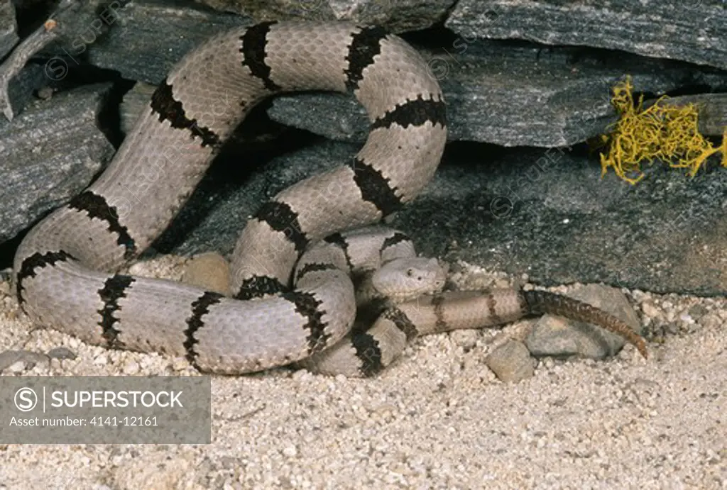 banded rock rattlesnake crotalus lepidus klauberi western usa.