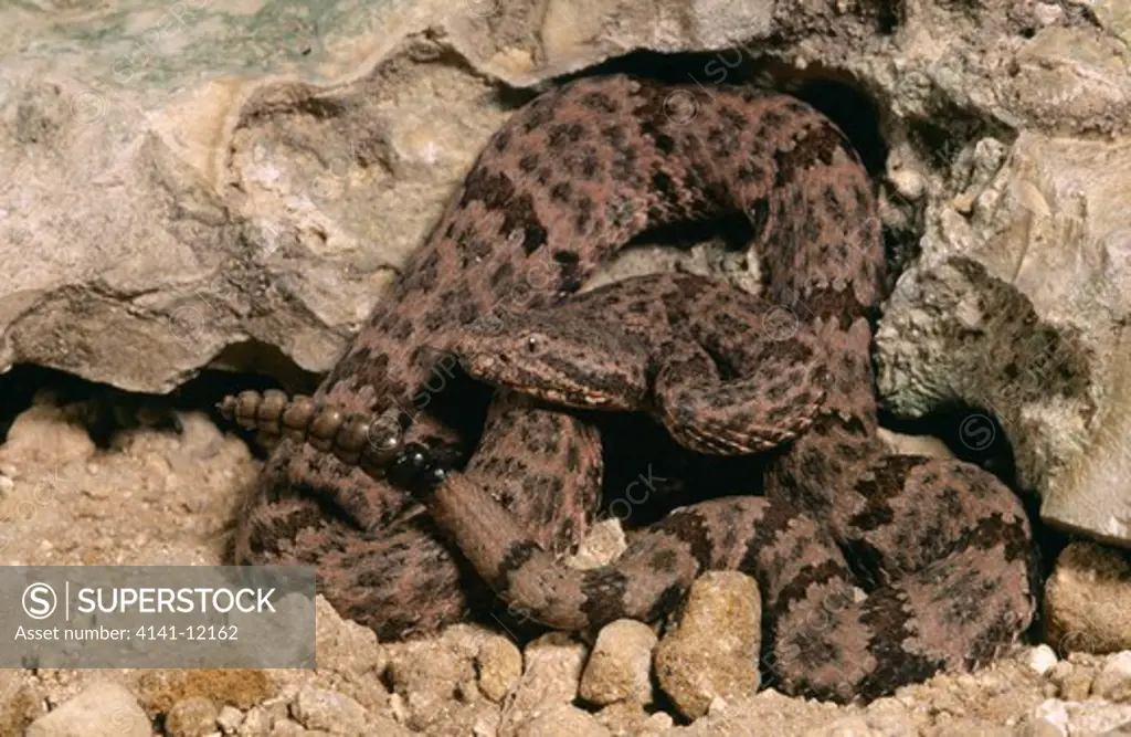 rock rattlesnake crotalus lepidus lepidus texas, usa.