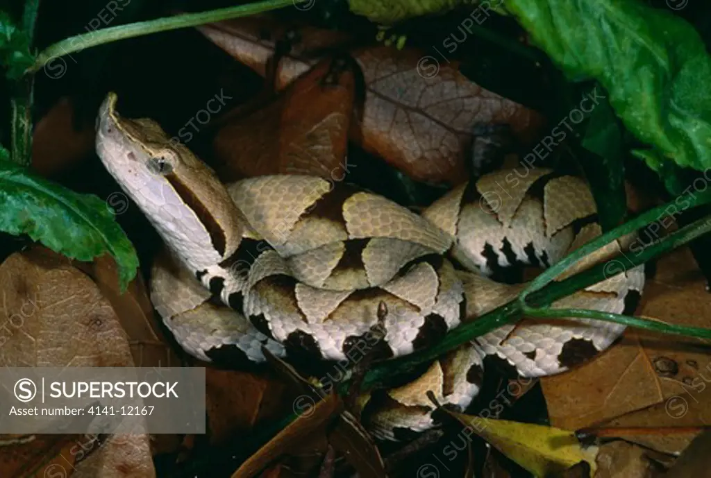 hundred-pace viper deinagkistron acutus from china and vietnam.