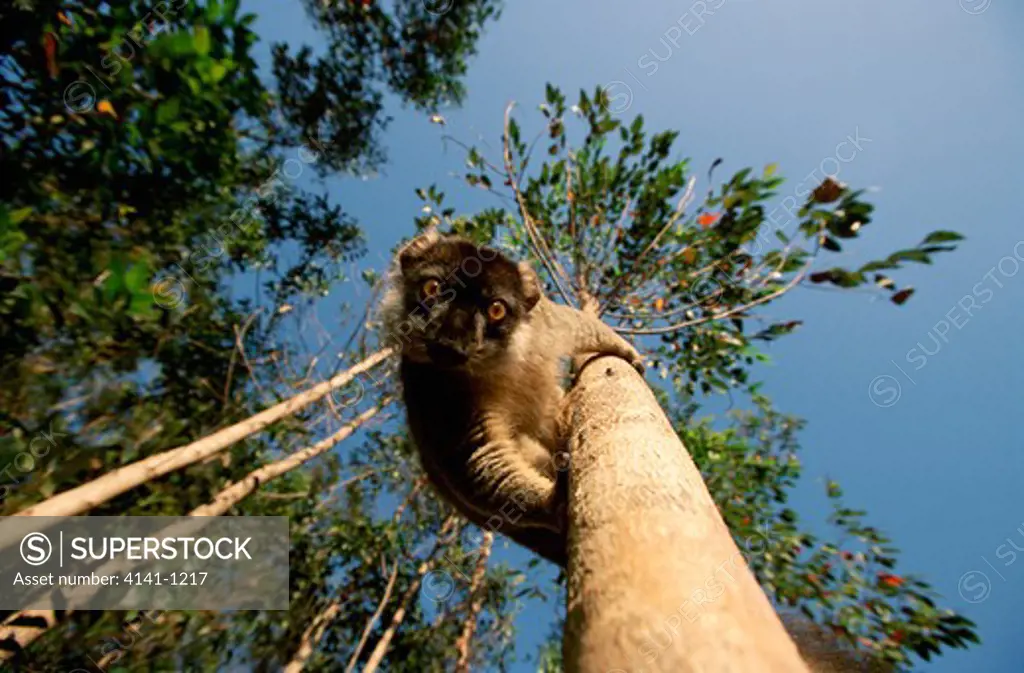 common brown lemur eulemar fulvus looking down treemadagascar