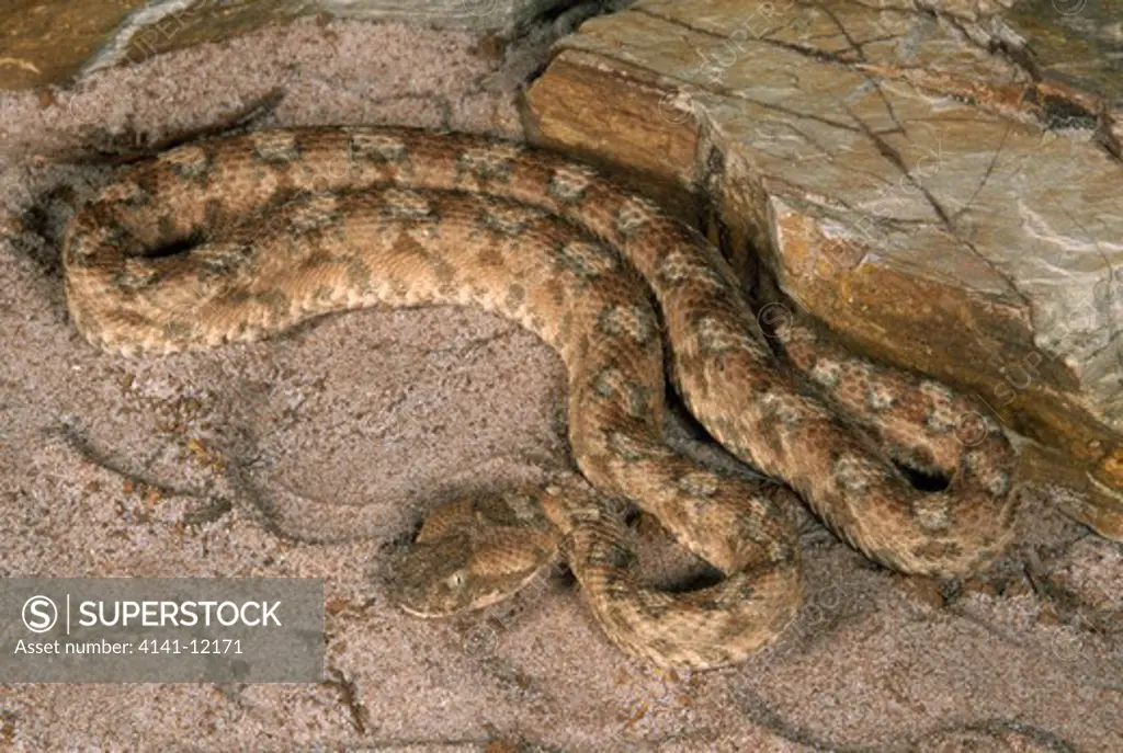sawscale viper echis carinatus from the middle east - iraq.