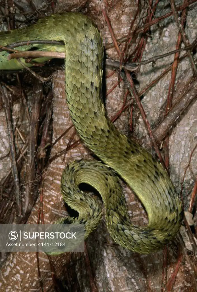 laurent's mountain bush viper atheris hispidus hanging from branch. eats slugs and snails. central africa.