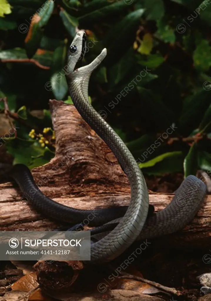 black mamba in threat posture dendroaspis polylepis extremely venemous and aggressive fast moving snake. se africa