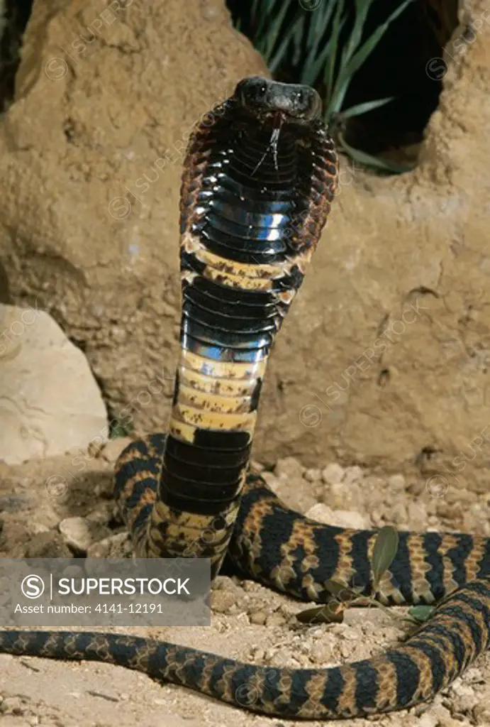 rinkhals or ringnecked spitting cobra hemachatus hemachatus with hood raised. south africa