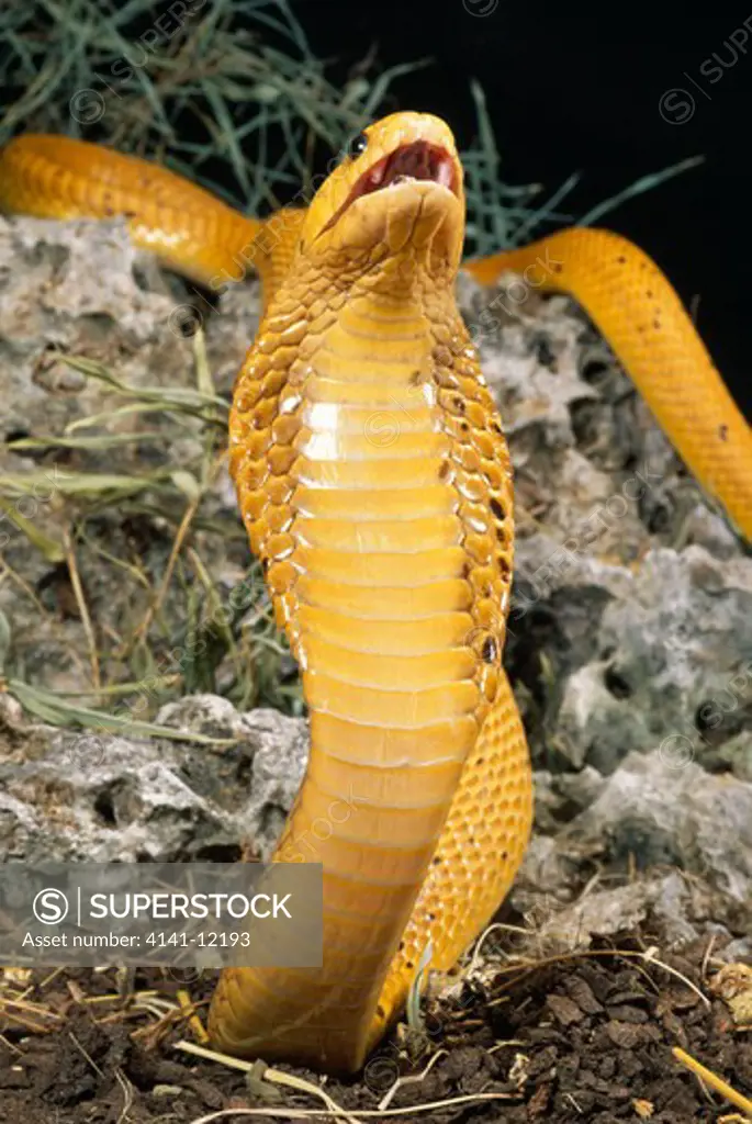 cape cobra naja nivea gold phase in aggressive posture. south africa