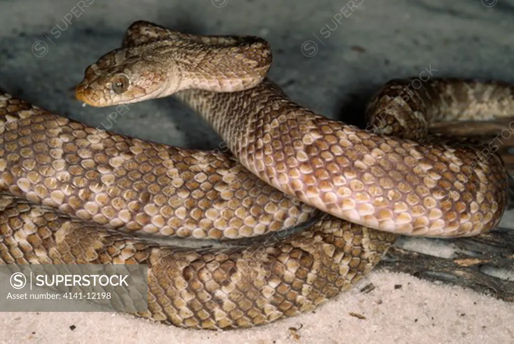 lyre snake trimorphodon biscutatus western usa