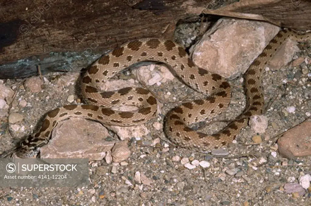 diadem snake spalerosophis diadema juvenile. middle east.
