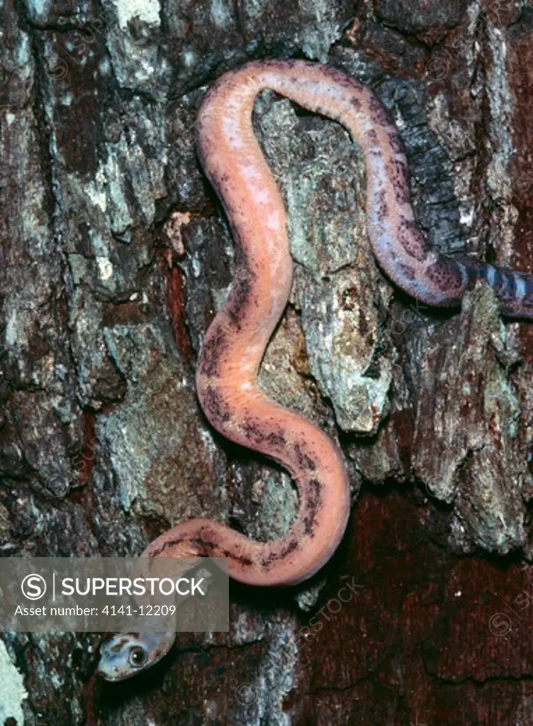 scaleless texas rat snake elaphe obsoleta lindheimeri juvenile on tree trunk. texas, usa.