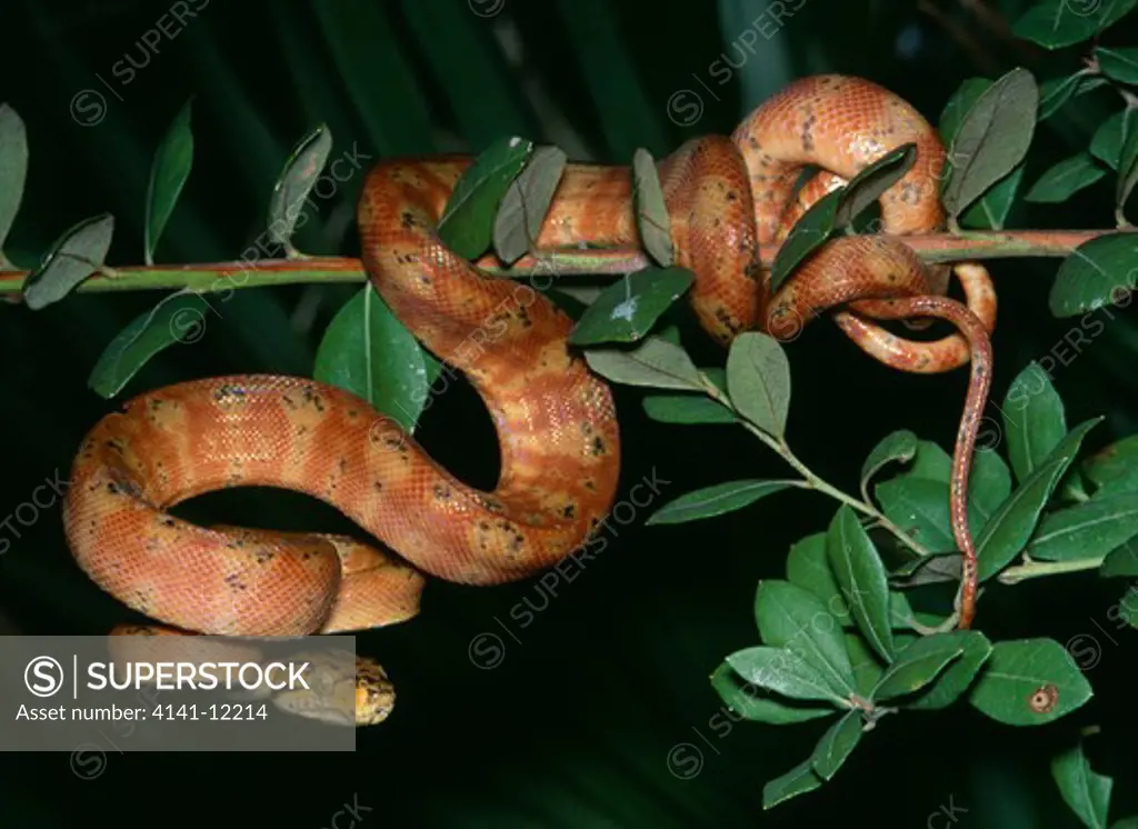 amazon tree boa corallus hortulanus (formerly known as c. enydris) hanging from branch. guyana.