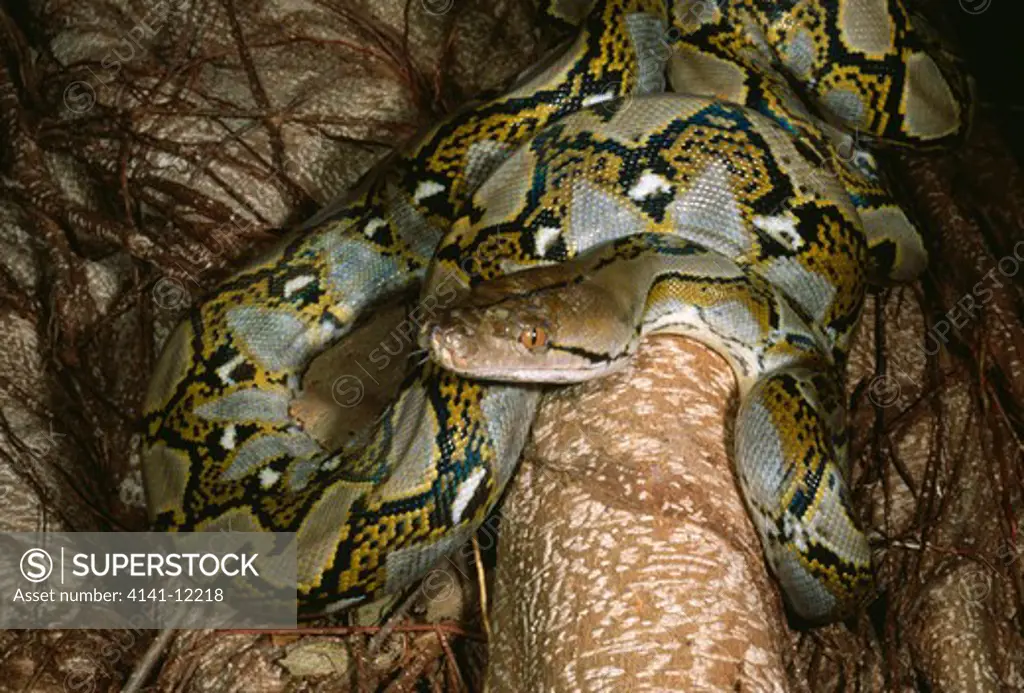 reticulated python python reticulatus coiled on trunk of large tree. se asia