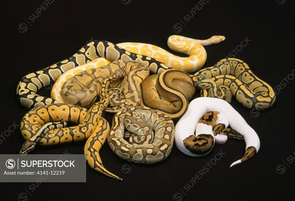 ball python captive animals python reguis demonstrating 8 different colour and pattern variations