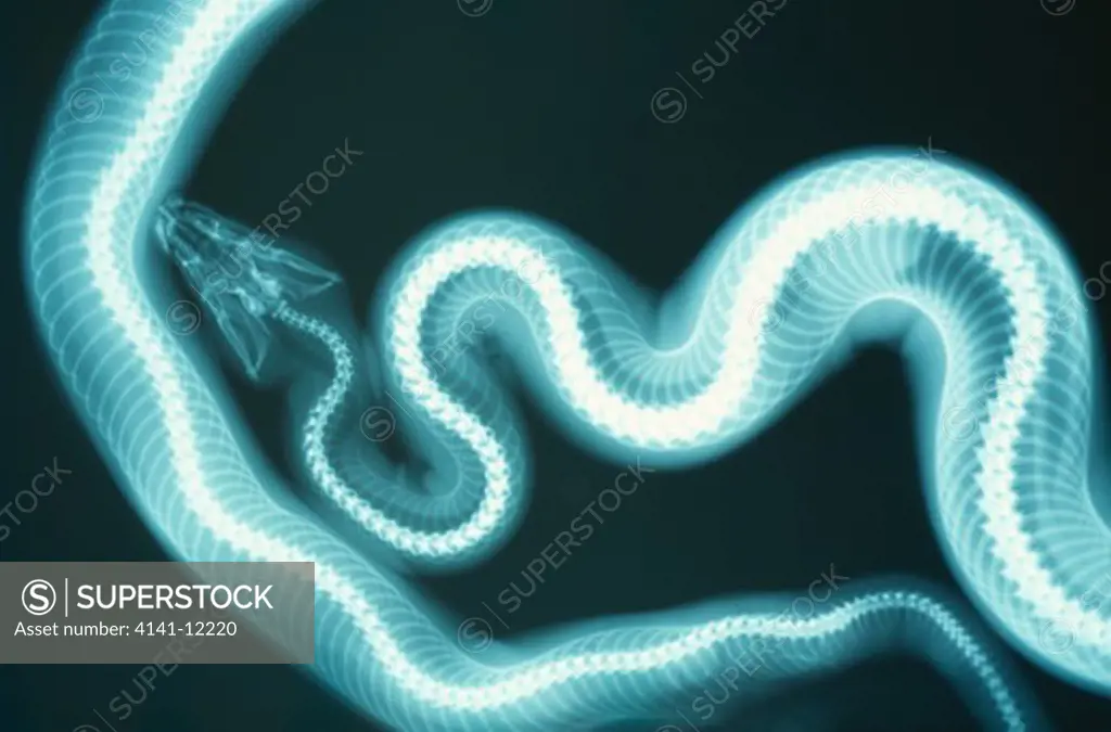 boa constrictor constrictor constrictor x-ray showing the head and part of the body and tail