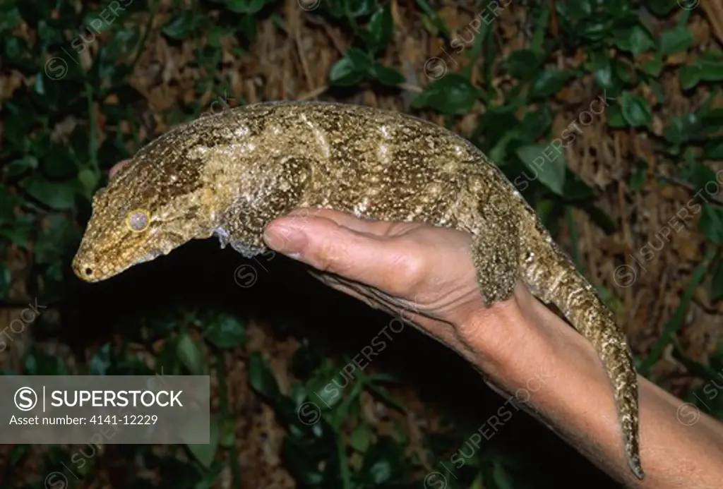 giant gecko rhacodactylus leachianus mainland form, new caledonia hand held to give scale