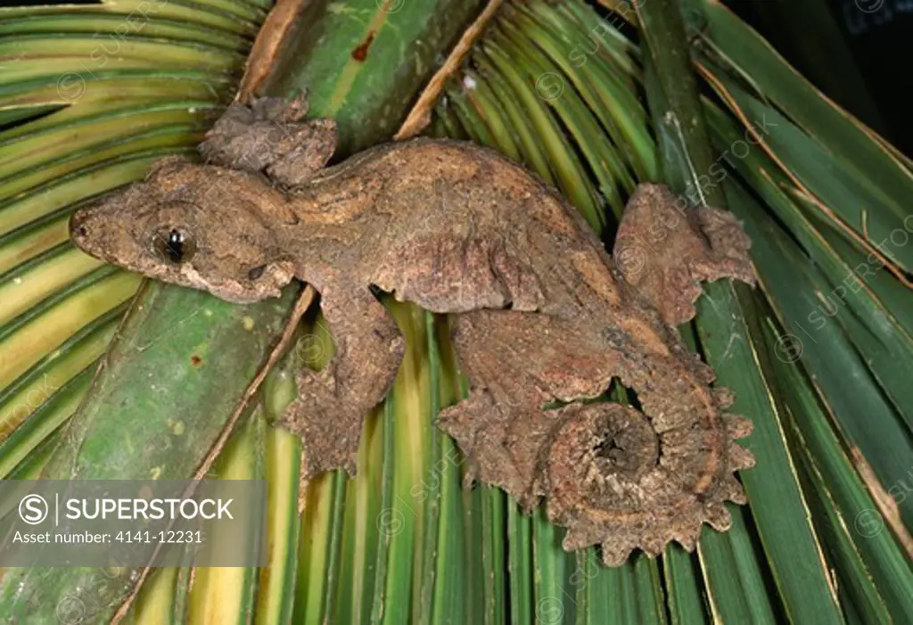kuhl's flying gecko ptychozoon kuhli resting on leaf. se asia