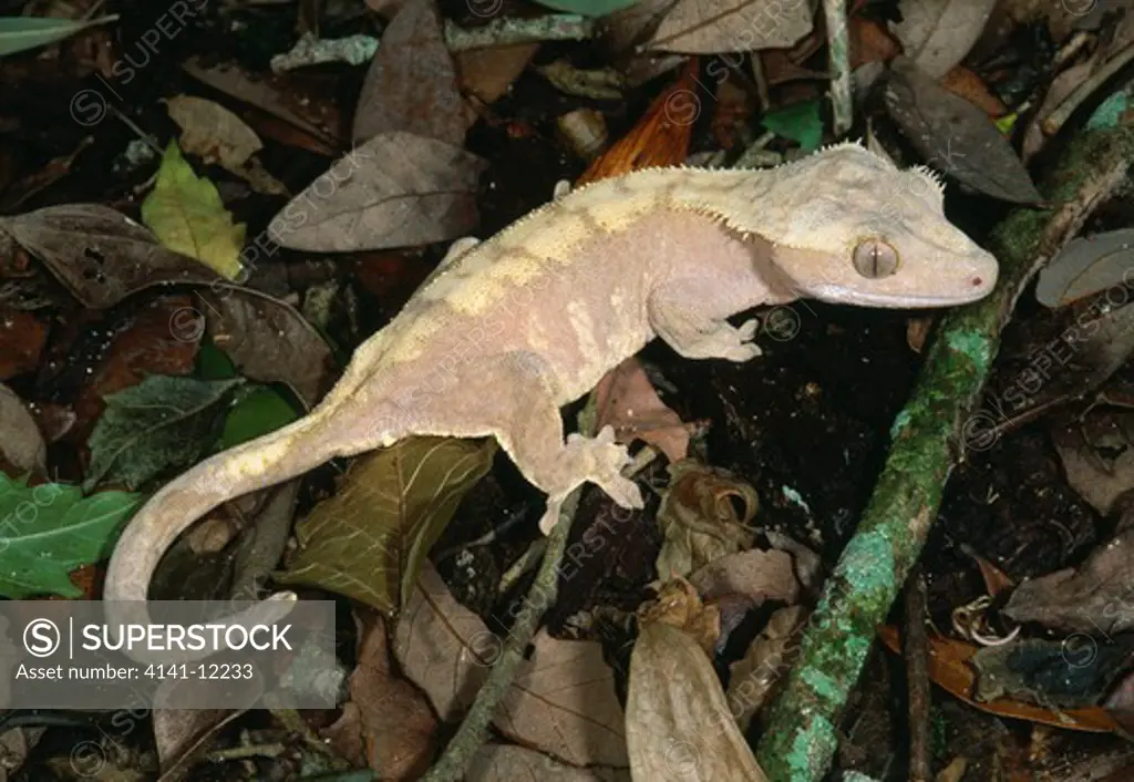 crested or guichenot's giant gecko rhacodactylus ciliatus new caledonia