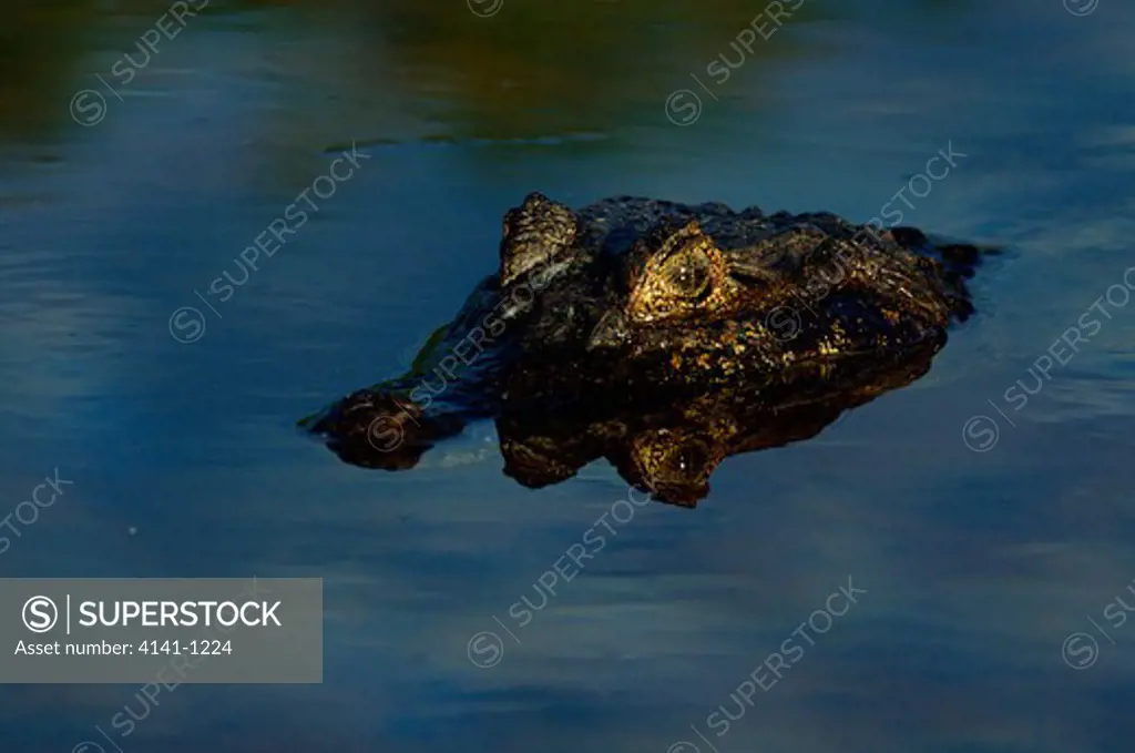 spectacled caiman caiman crocodilus lurking in water pantanal, brazil