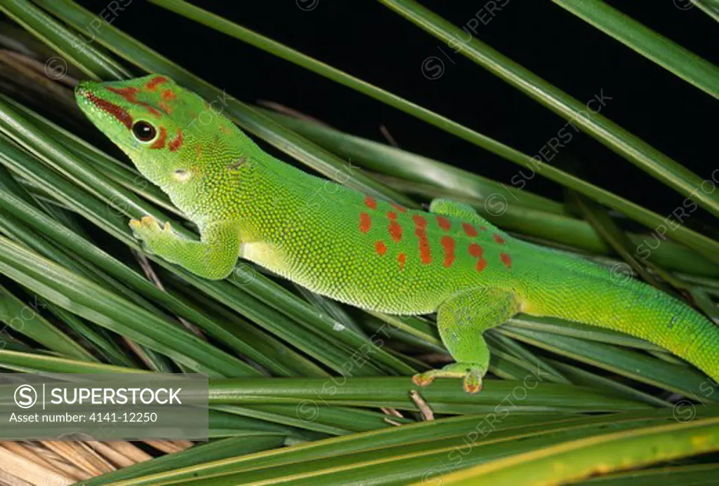 giant madagascar day gecko phelsuma madagascariensis grandis madagascar