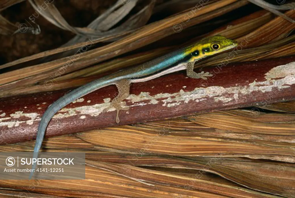 neon day gecko phelsuma klemmeri lives on medium sized bamboo. restricted to small area of nw madagascar