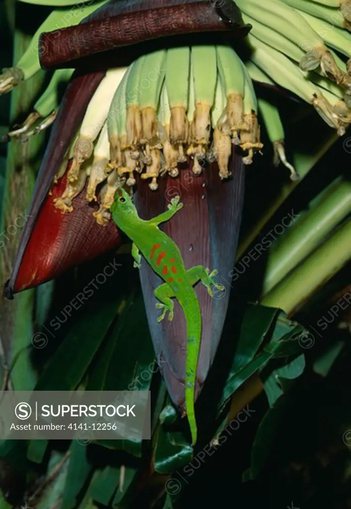 giant madagascar day gecko phelsuma madagascariensis grandis licking banana flower nectar anivorano-nord, madagascar