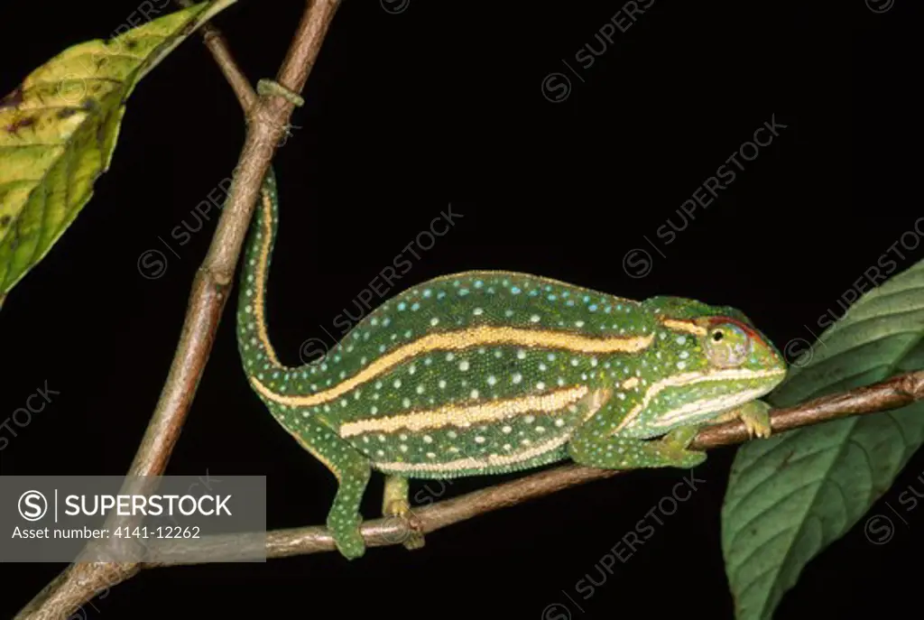 madagascar forest chameleon chamaeleo campani using prehensile tail. madagascar