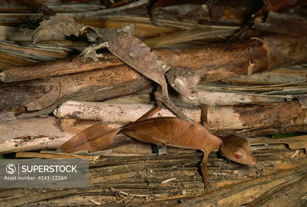 satanic leaf-tail gecko uroplatus phantasticus male and female amongst leaf litter madagascar