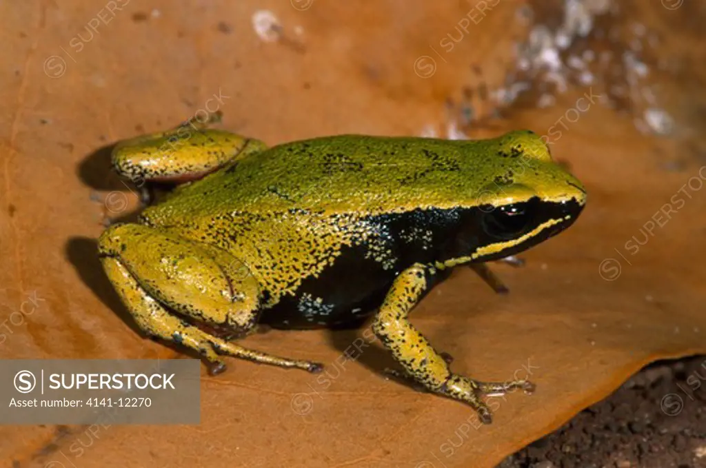 eastern golden frog mantella crocea madagascar