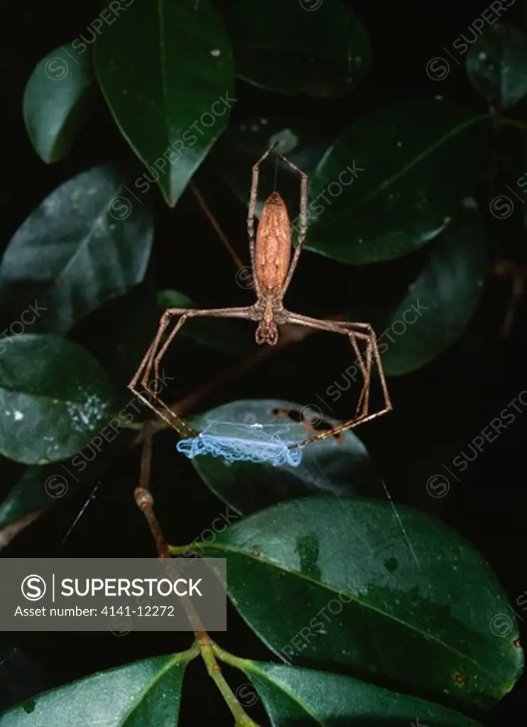 net-casting spider holding net dinopidae ranomafana, madagascar