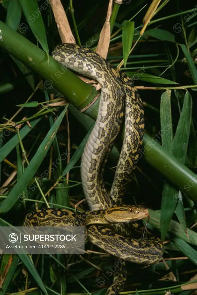 habu snake trimeresurus flavoviridis japan