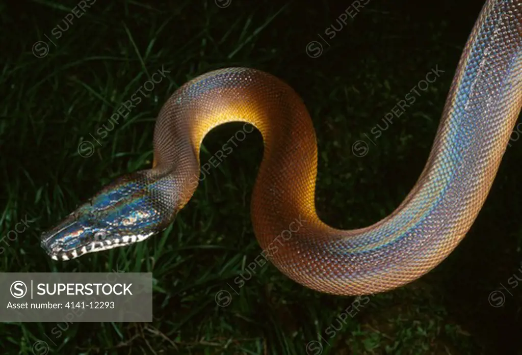 d'albert's or white-lipped python leiopython albertisii native to australia and new guinea. 