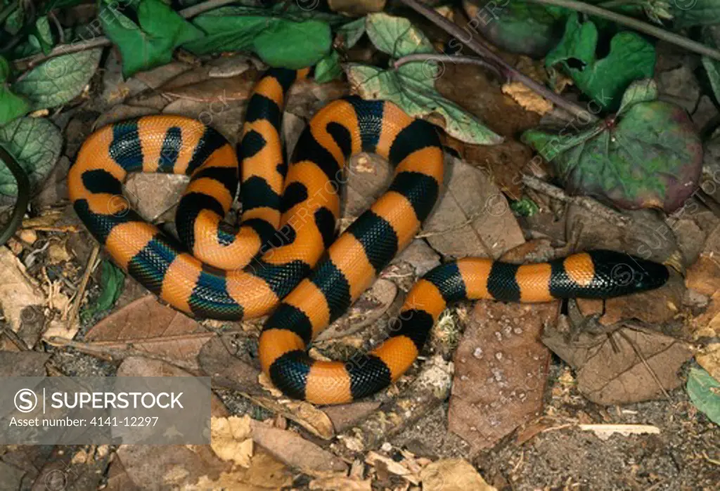 bismarck ringed python juvenile bothrochilus boa or liasis boa native to the bismarck islands.