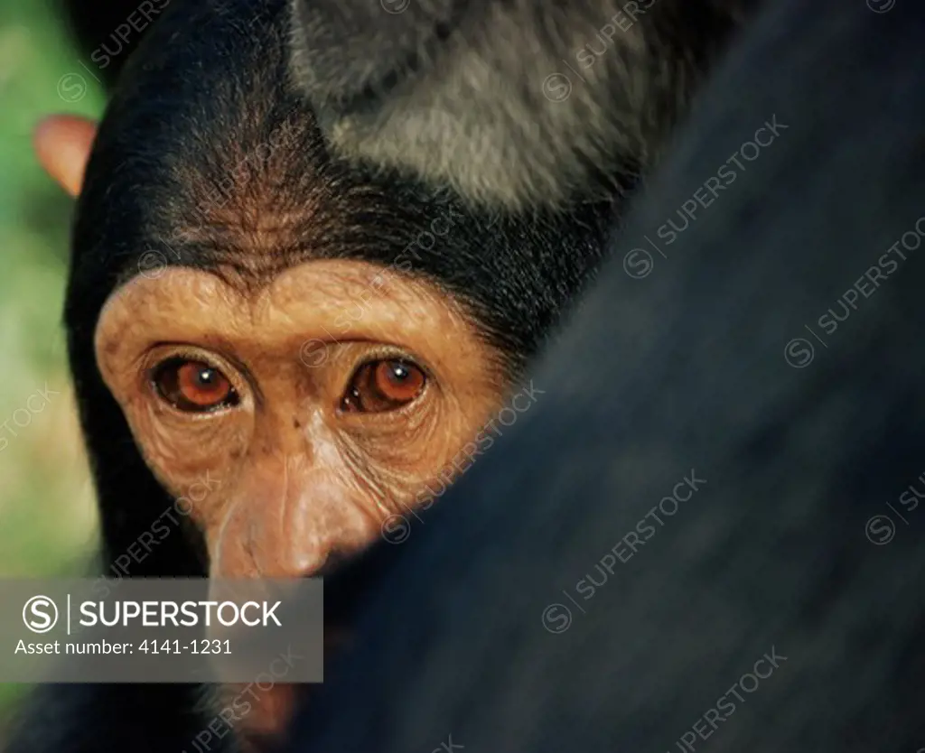 chimpanzee pan troglodytes youngster looking out from mother's arms zambia