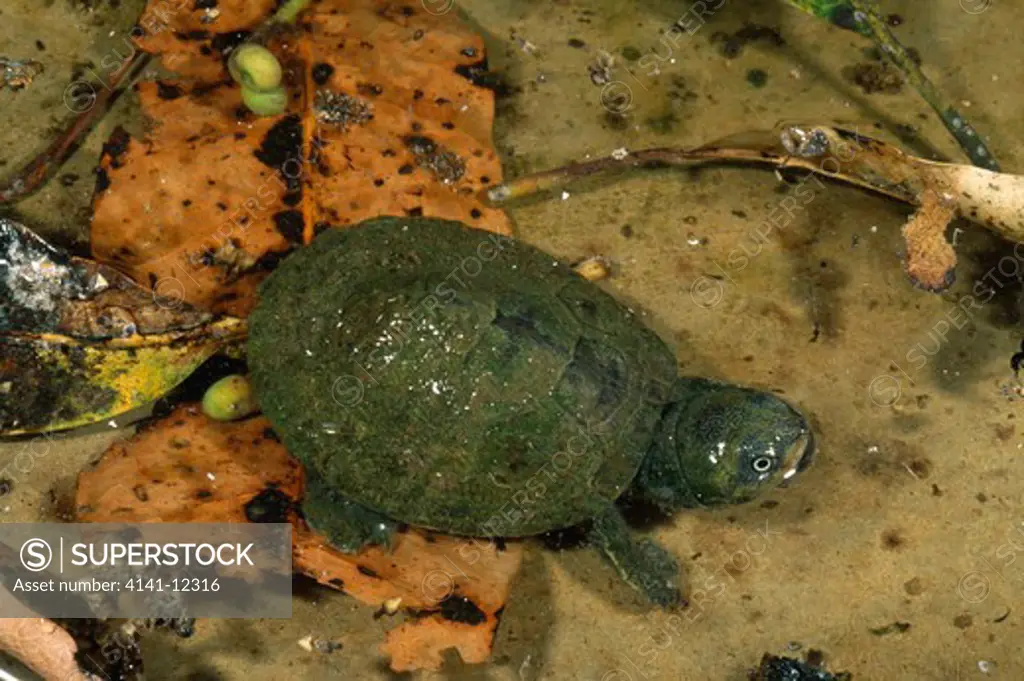 madagascar sideneck turtle erymnochelys madagascariensis with algae growing on shell madagascar