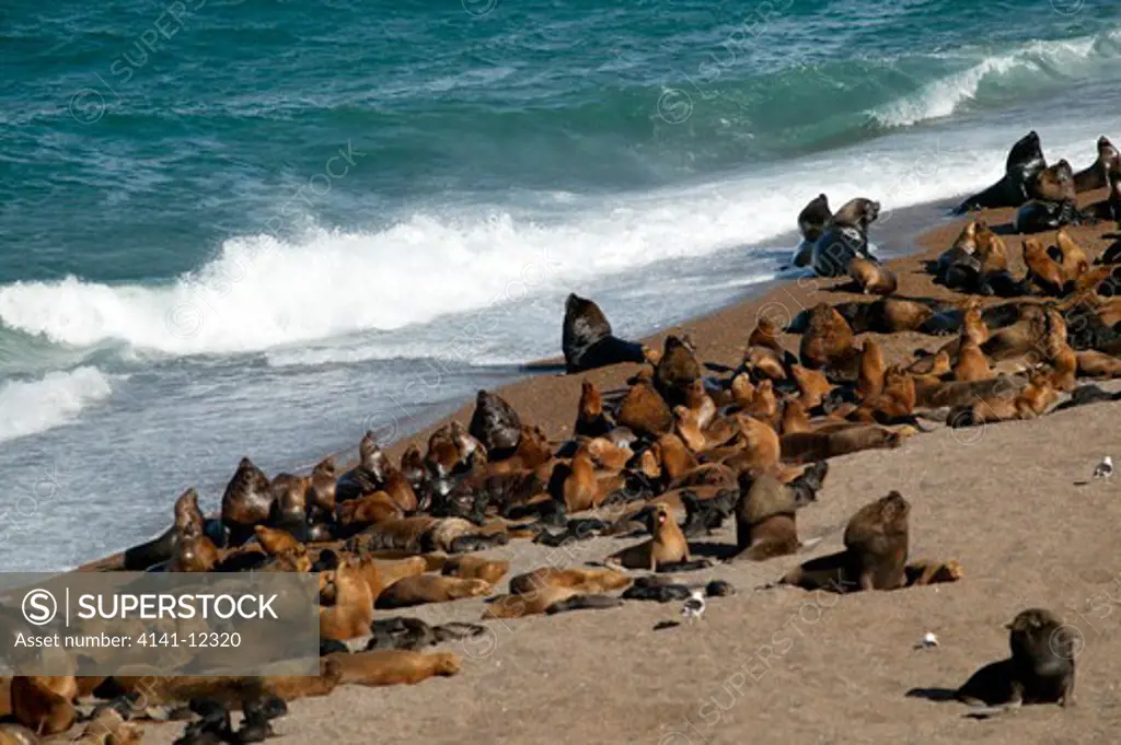 southern sea lion colony (otaria flavescens), peninsula valdes, patagonia, argentina date: 08.12.2008 ref: zb1039_125994_0004 compulsory credit: nhpa/photoshot