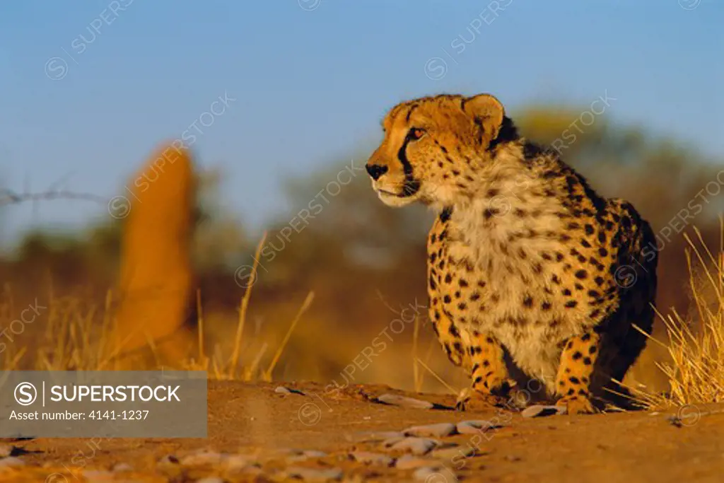 cheetah acinonyx jubatus watching prey namibia