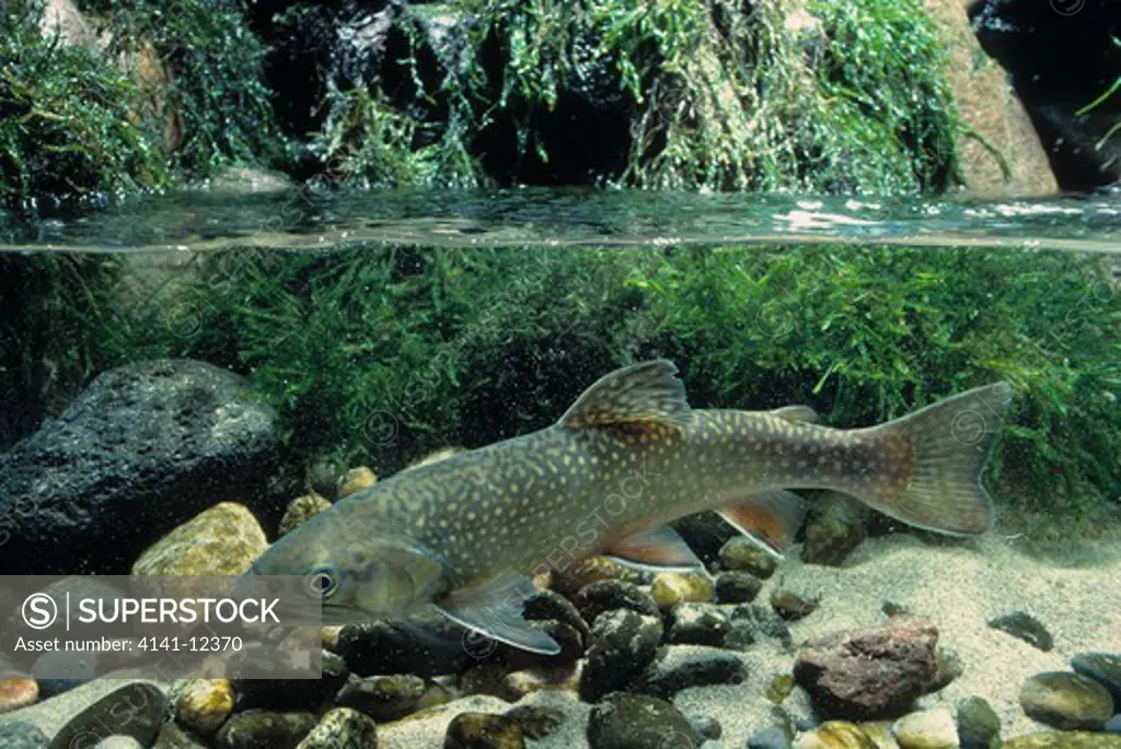 brook trout or brook charr salvelinus fontinalis
