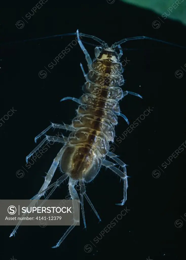 water louse underwater asellus aquaticus