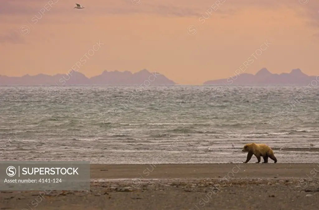 american brown or grizzly bears ursus arctos horribilis walking on coast before sunrise katmai national park, alaska, usa