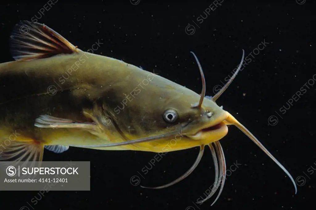 black bullhead catfish ictalurus melas