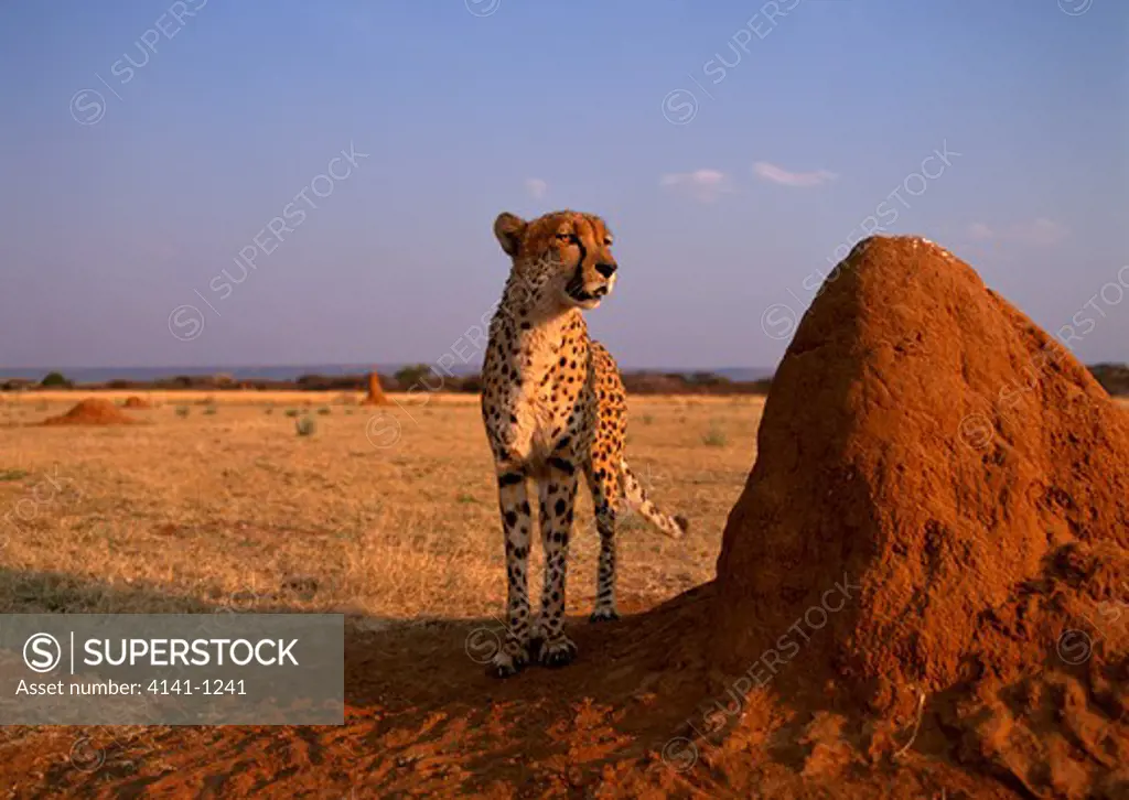 cheetah acinonyx jubatus by termite mound namibia