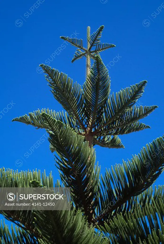 norfolk island pine araucaria heterophylla portugal