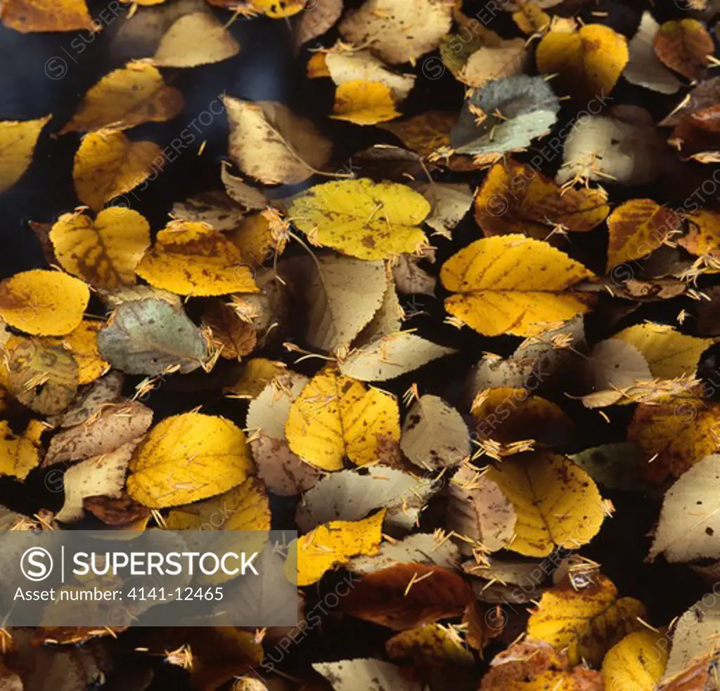 leaflitter autumn on woodland floor 
