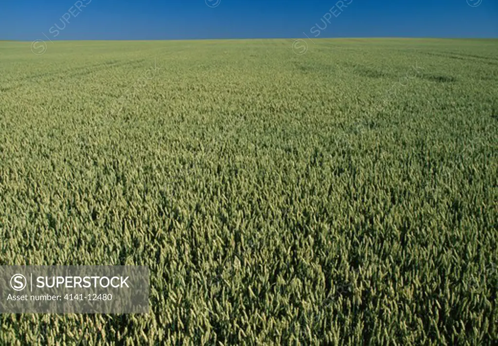 wheat field unripe triticum sp. france 